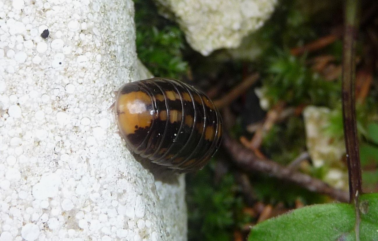 Glomeris connexa, M. Grappa