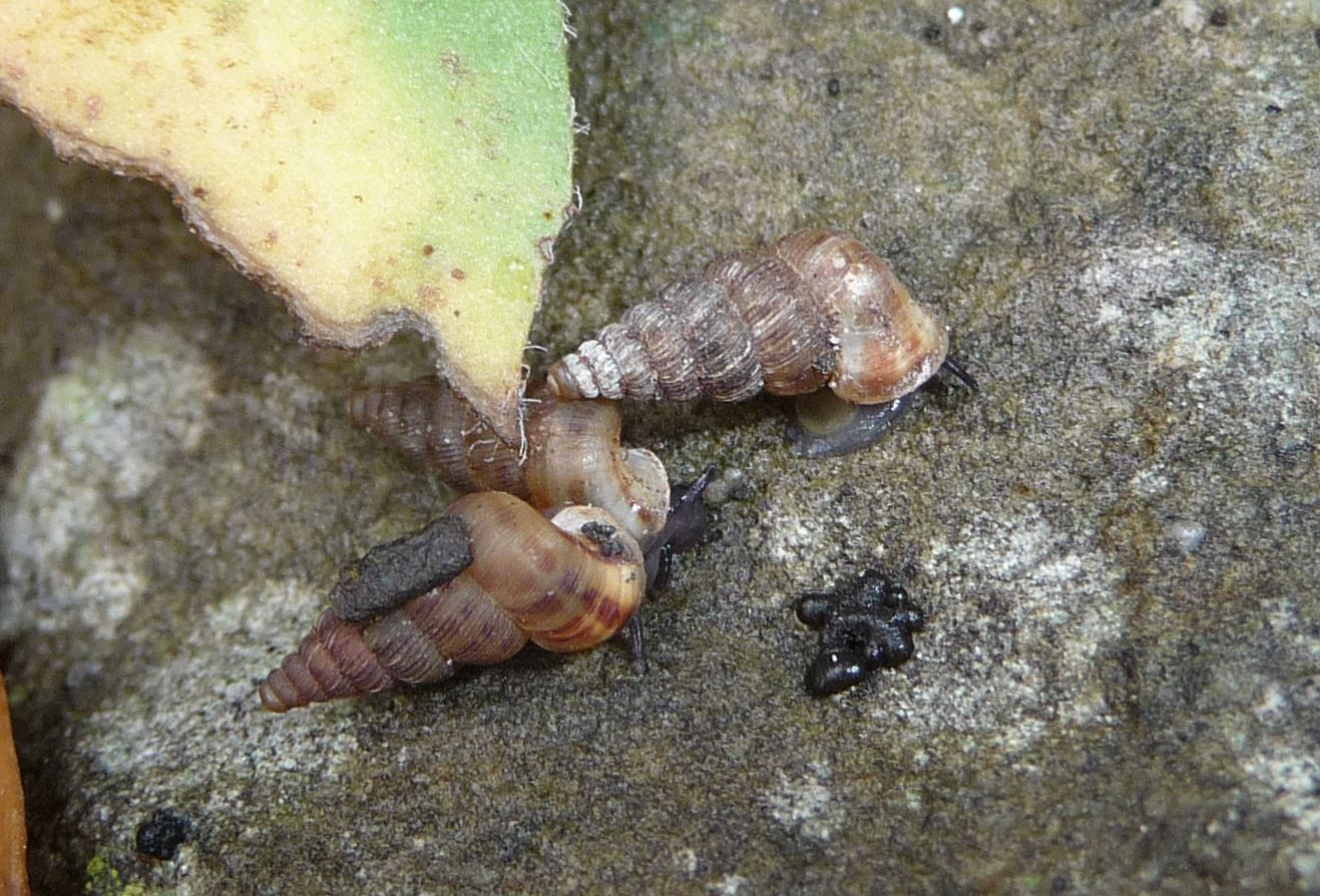 Cochlostoma septemspirale, Lessini