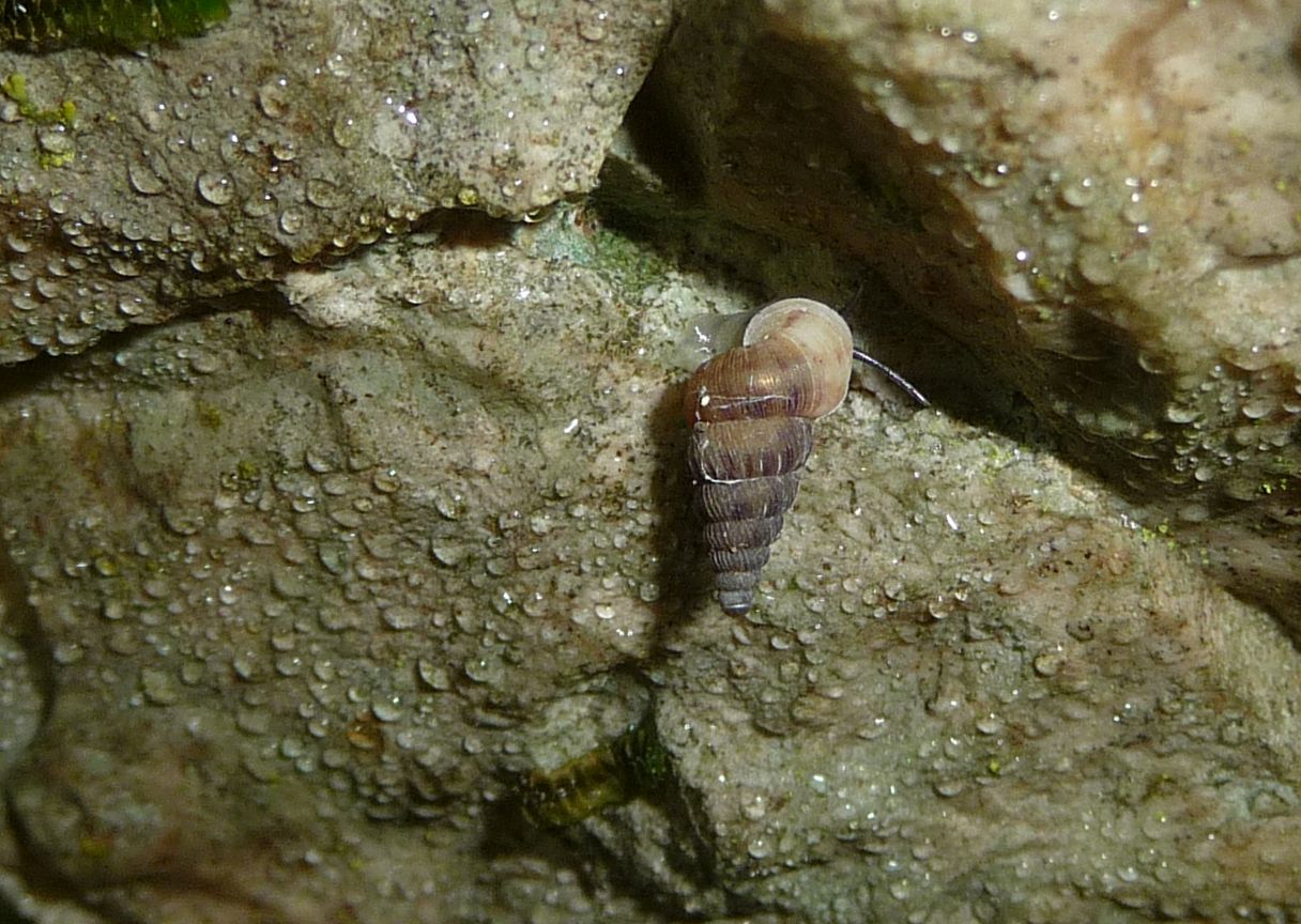 Cochlostoma septemspirale, Lessini