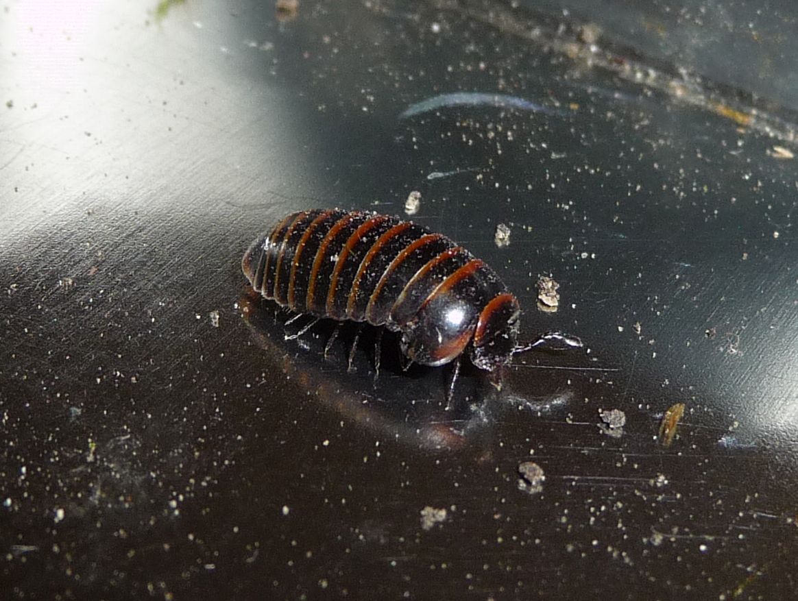 Glomeris cf. transalpina