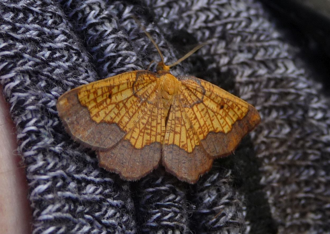 Epione vespertaria, suppongo. S