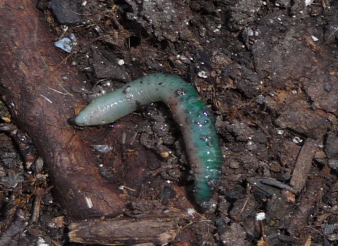 un altro lombrico verde