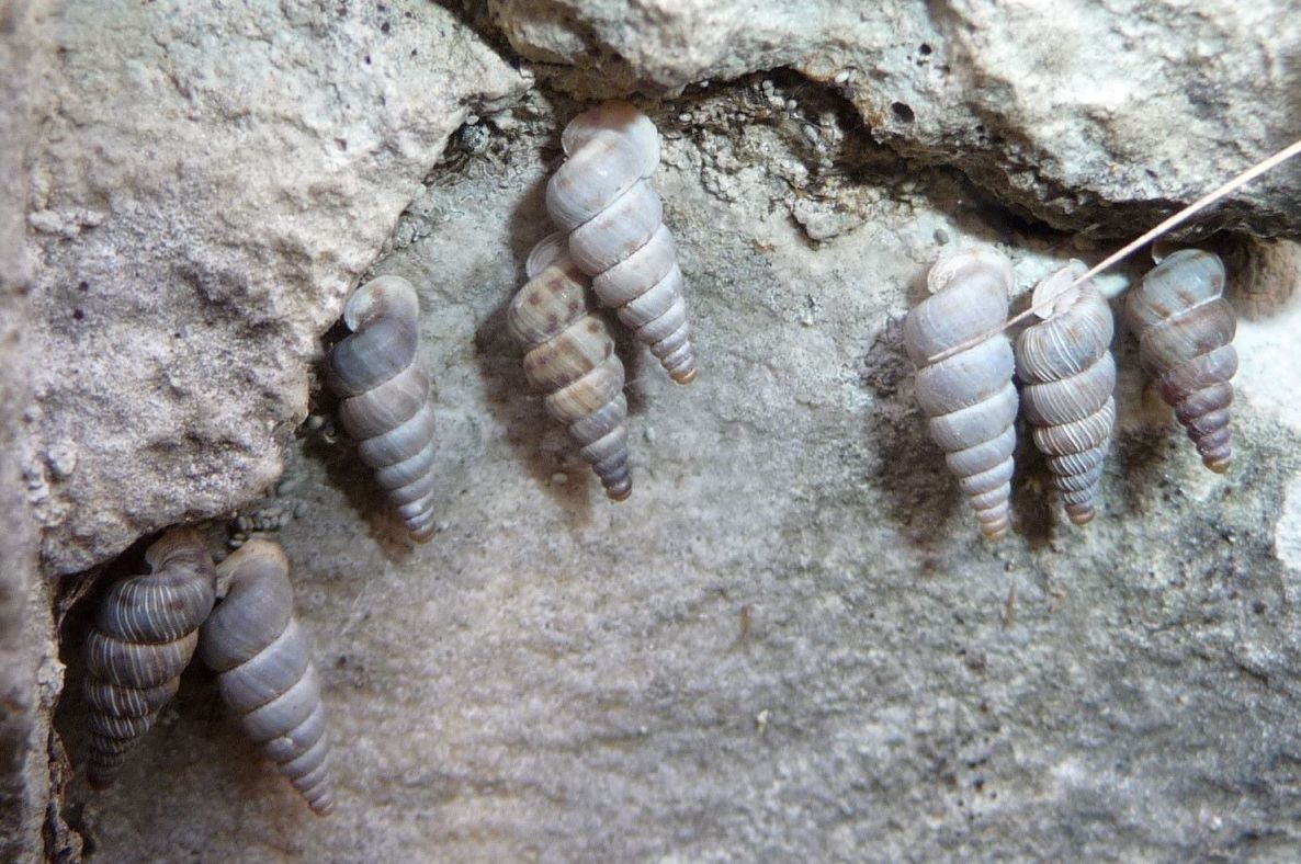 Cochlostoma philippianum topotipico