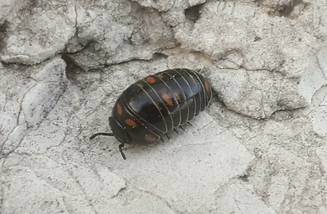 dal Pasubio 2: Glomeris pustulata