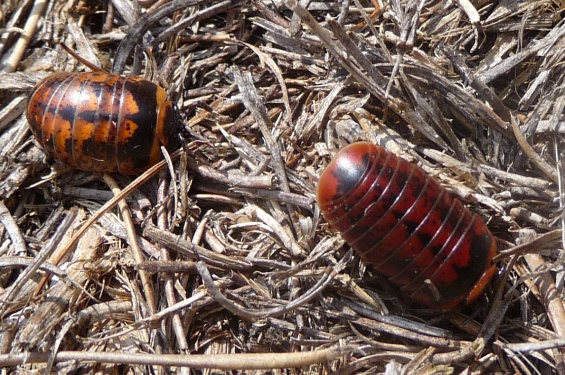 Glomeris klugii dalla strana colorazione