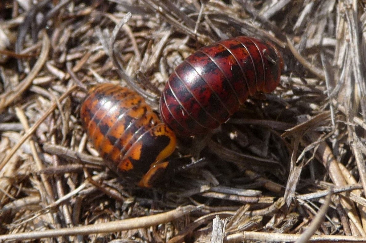 Glomeris klugii dalla strana colorazione