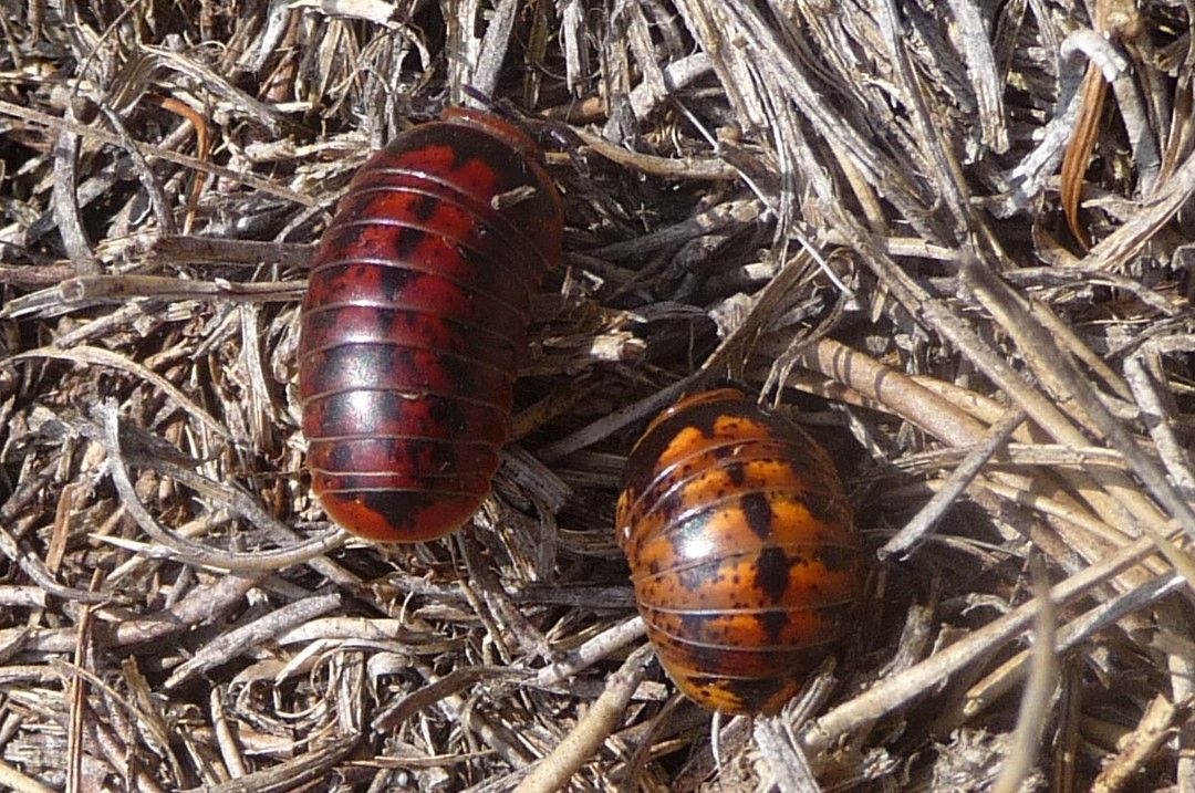 Glomeris klugii dalla strana colorazione