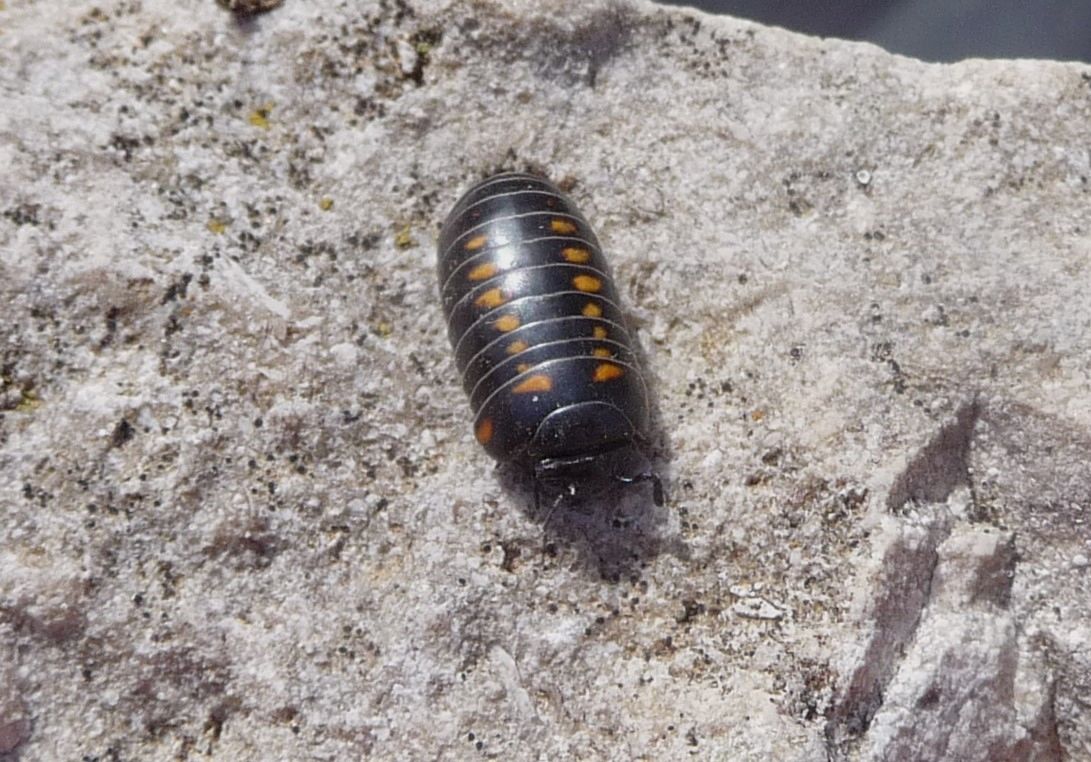 Glomeris pustulata: record di altezza?