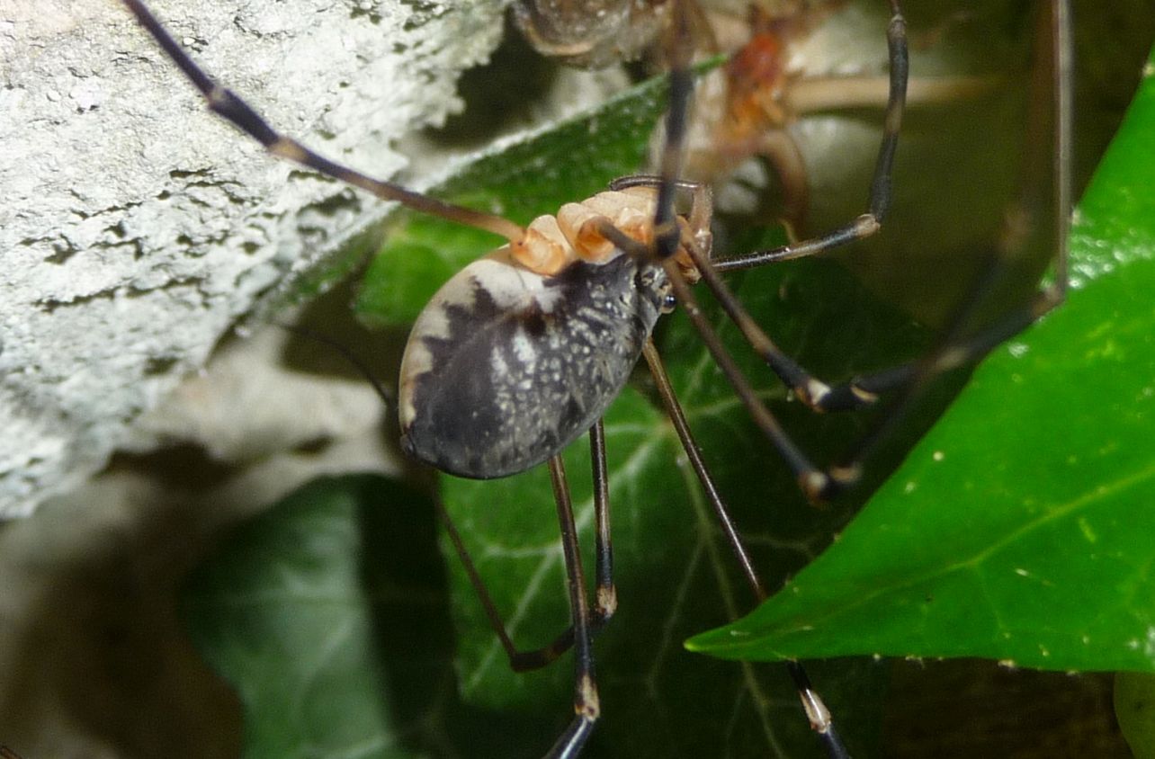 Gyas annulatus ♂♀ - Valle Aviana, Avio  (TN)