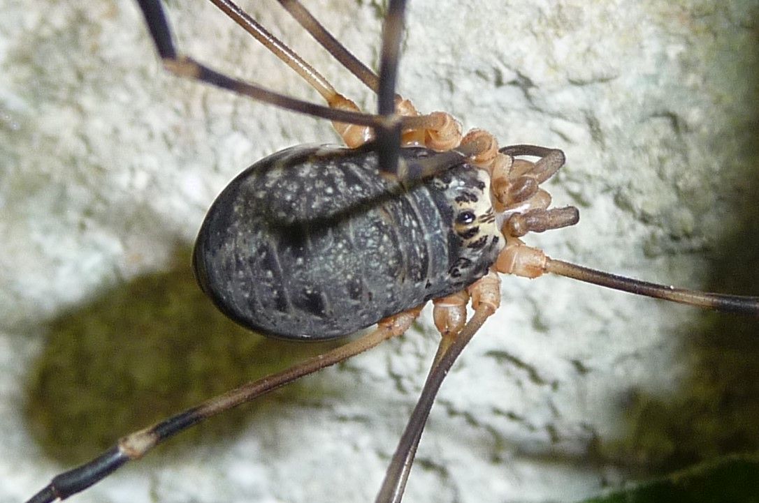 Gyas annulatus ♂♀ - Valle Aviana, Avio  (TN)