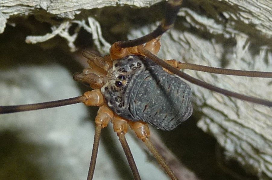 Gyas annulatus ♂♀ - Valle Aviana, Avio  (TN)