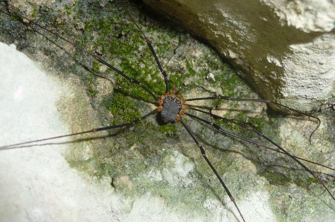 Gyas annulatus ♂♀ - Valle Aviana, Avio  (TN)