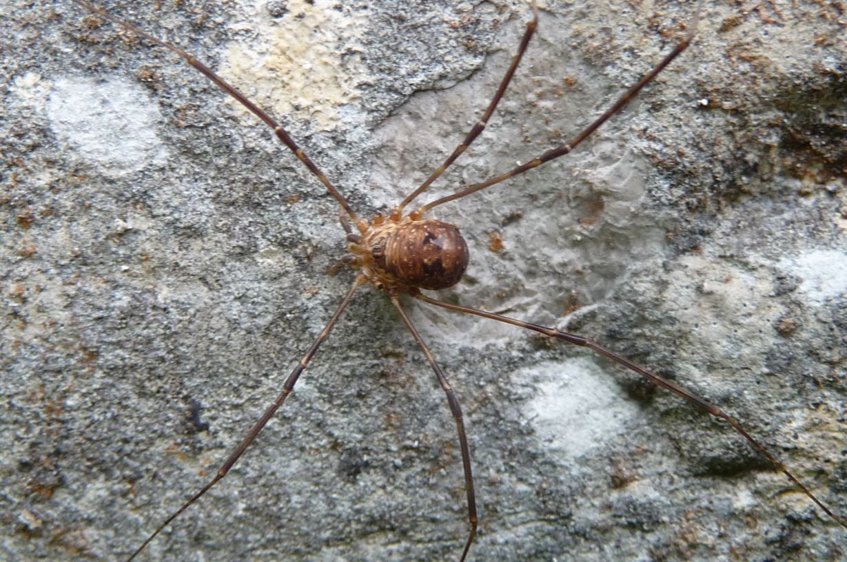 Amilenus aurantiacus - Phalangiidae