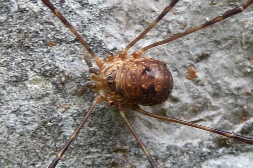 Amilenus aurantiacus - Phalangiidae