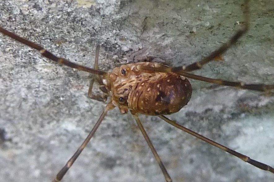 Amilenus aurantiacus - Phalangiidae