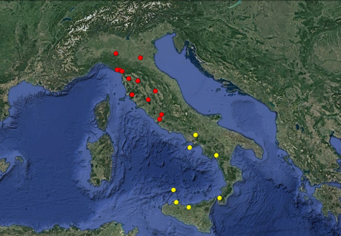 Testacella scutulum