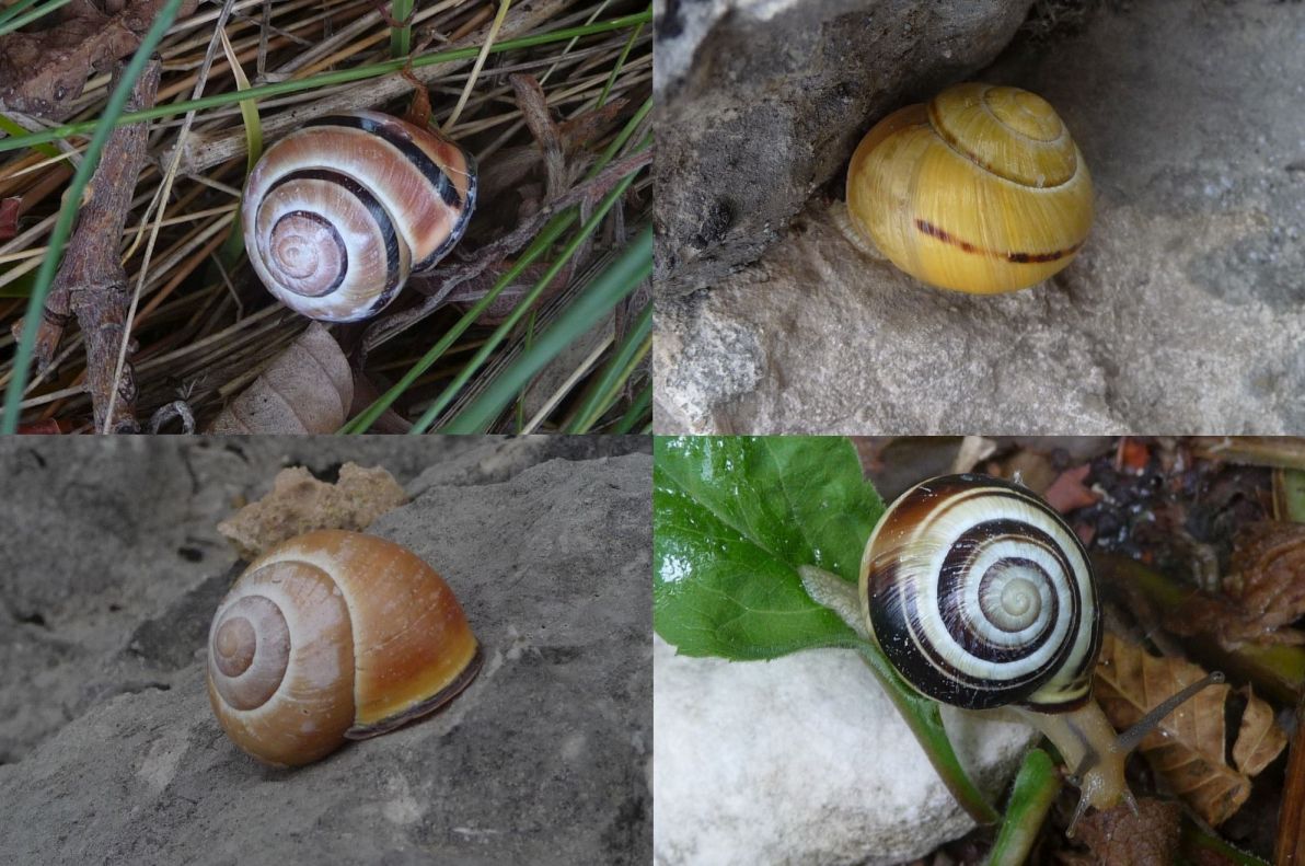 alcune Cepaea nemoralis