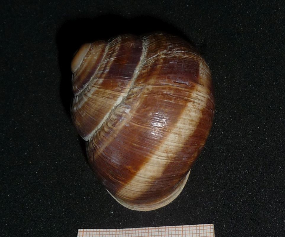 Helix albanese: straminea?