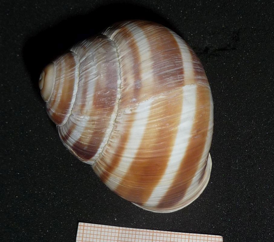 Helix albanese: straminea?