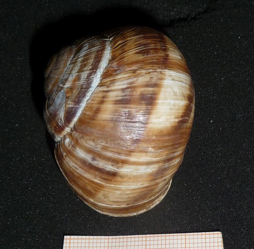 Helix albanese: straminea?