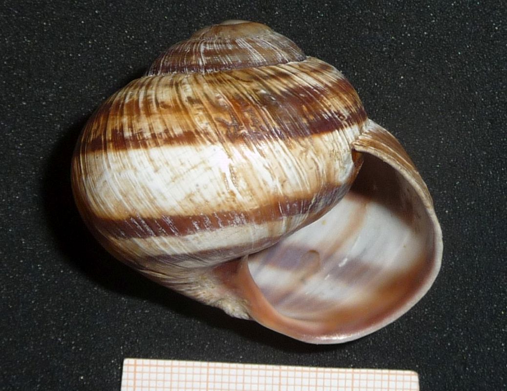 Helix albanese: straminea?