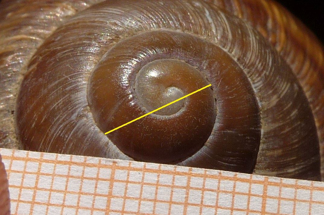 Helix albanese: straminea?