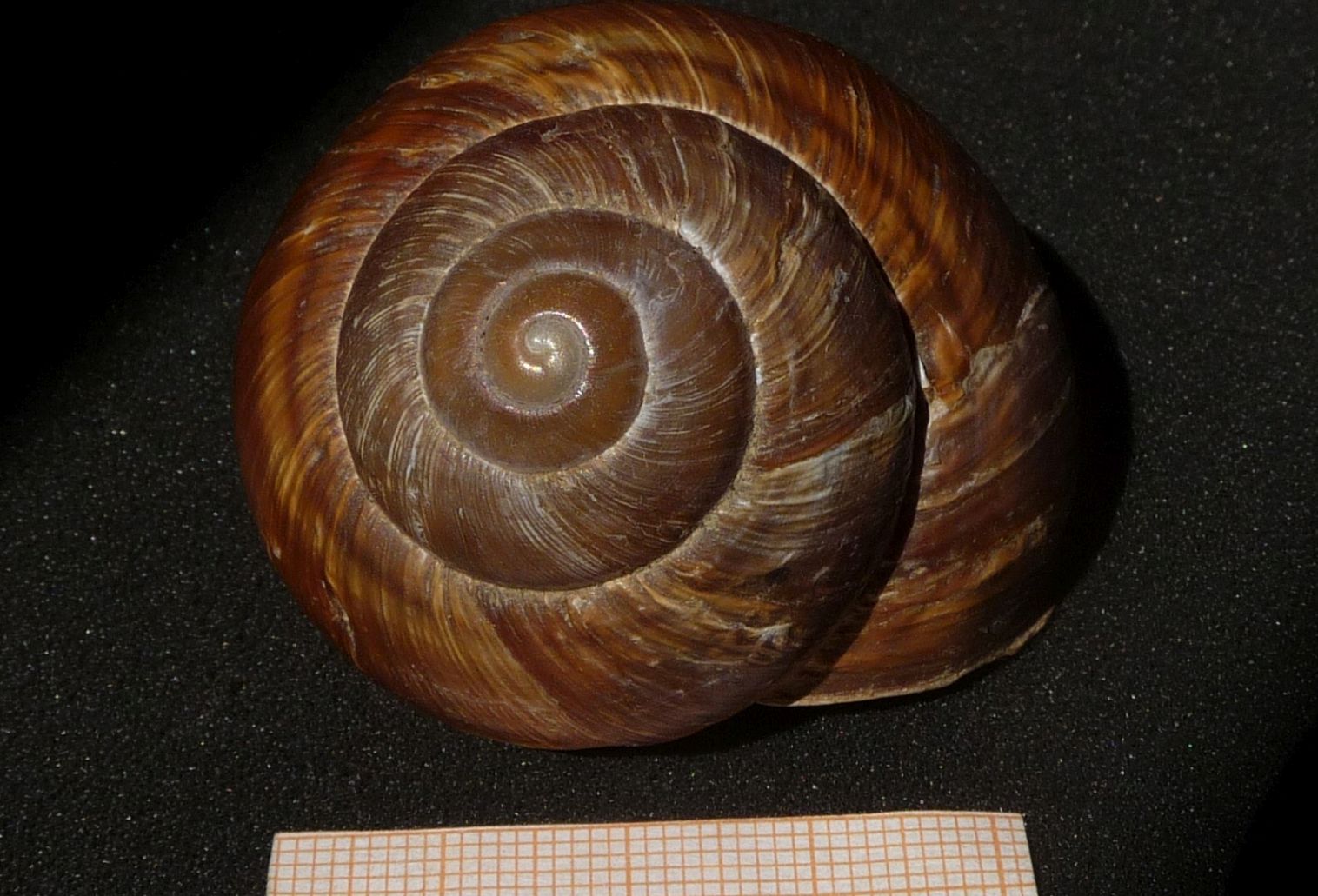 Helix albanese: straminea?