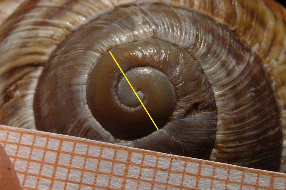 Helix albanese: straminea?