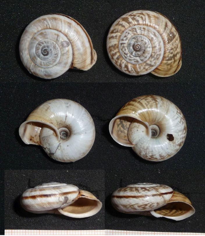 colubrinum 