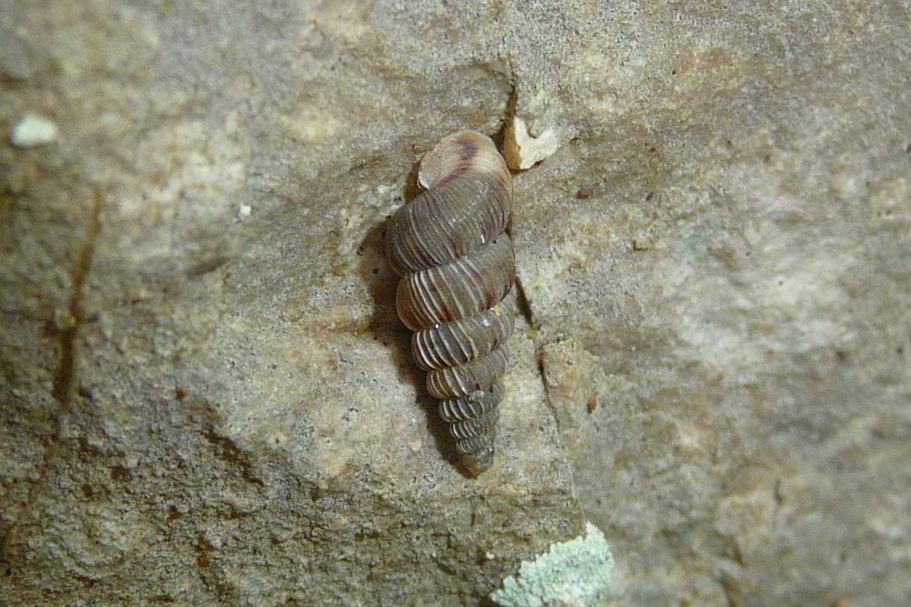 alcuni Cochlostoma villae