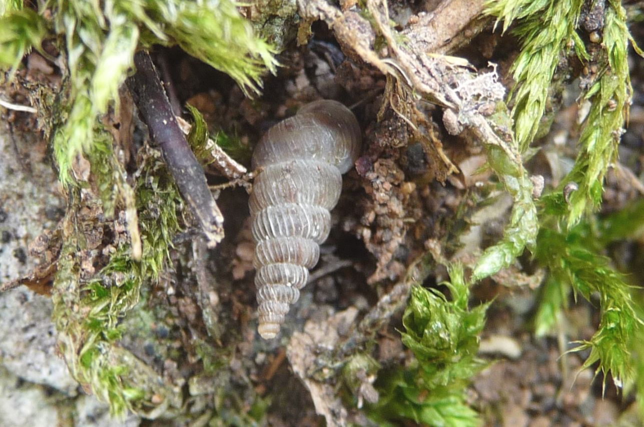 alcuni Cochlostoma villae