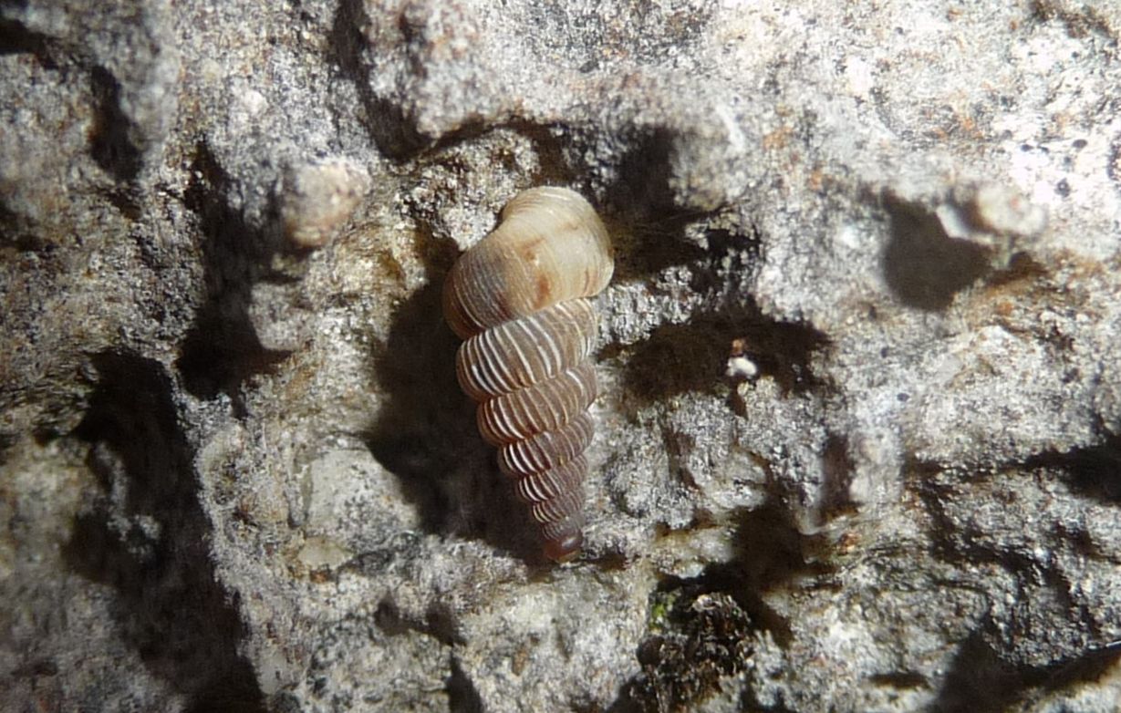 alcuni Cochlostoma villae