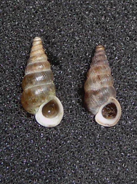 Cochlostoma septemspirale liscio