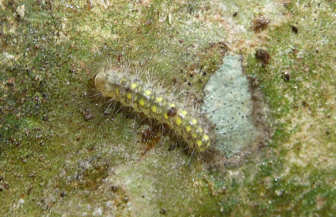 Bruco algivoro?  cfr. Eilema sp. (Erebidae Arctiinae)