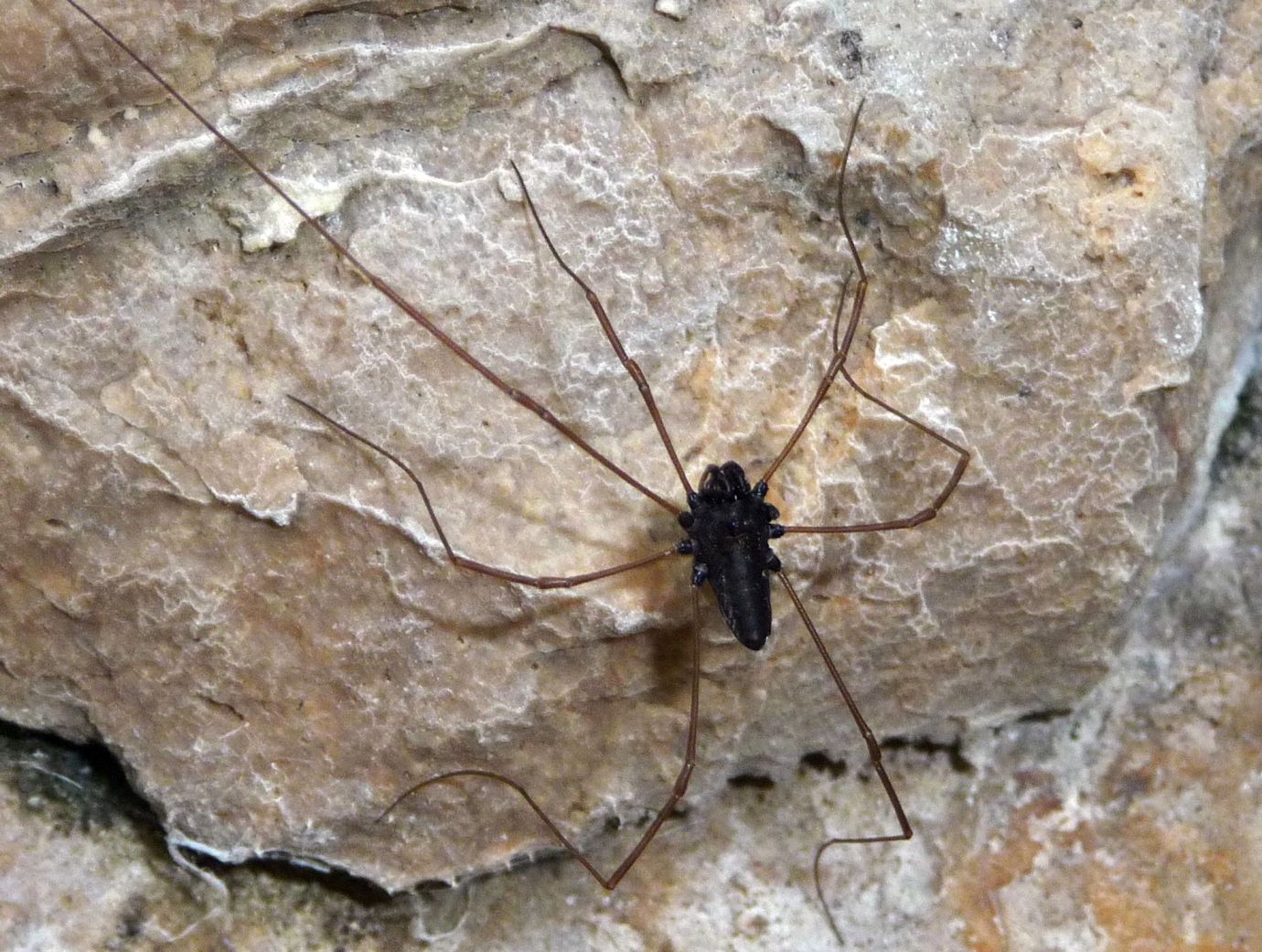 Platybunus pinetorum - Phalangiidae