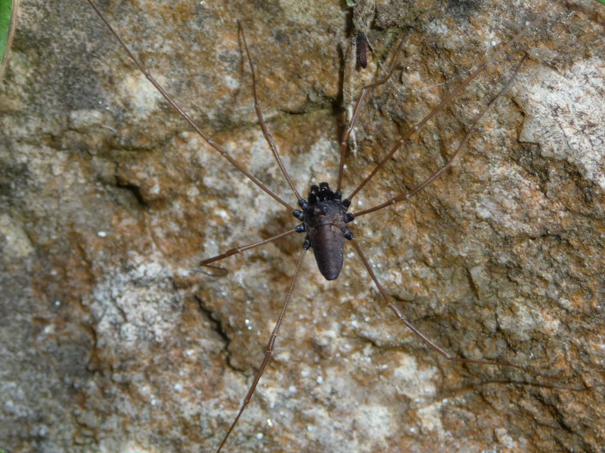 Platybunus pinetorum - Phalangiidae