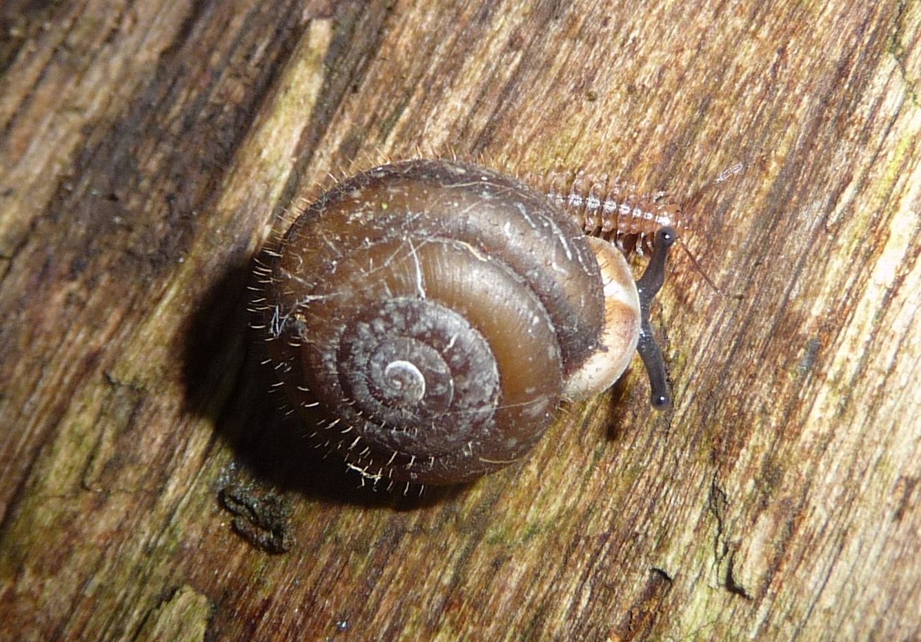 Isognomostoma isognomostomos