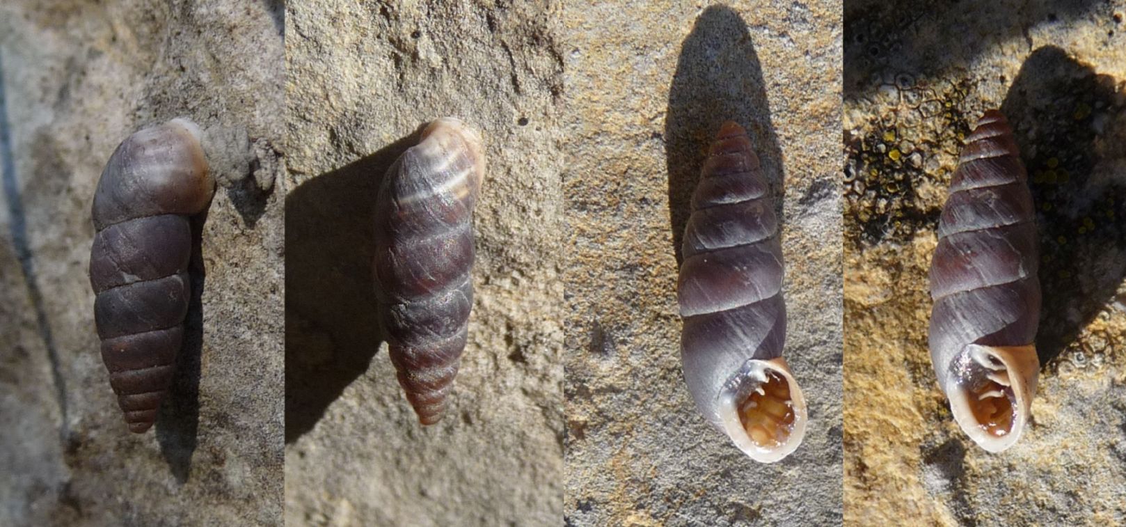 grossa Chondrina del M.Baldo