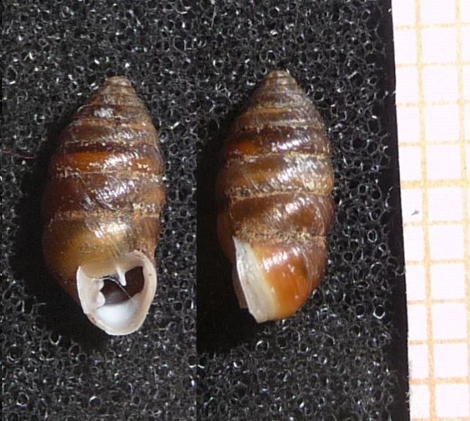 Orcula cf. spoliata, Lessini