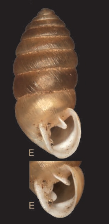 Orcula cf. spoliata, Lessini