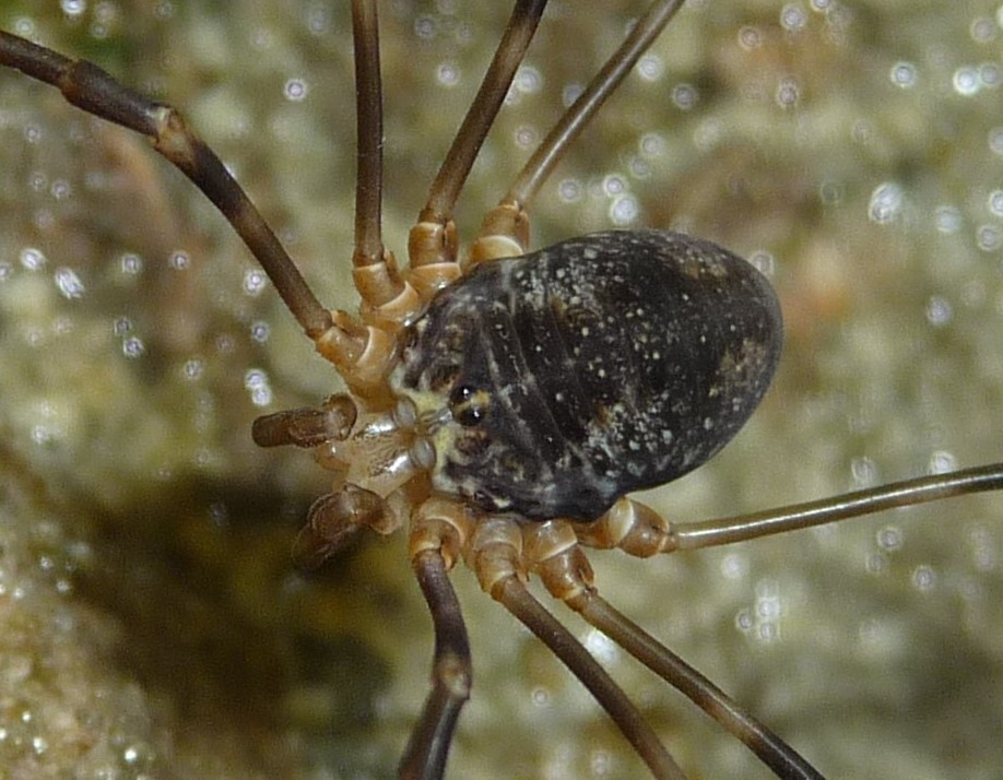 Gyas annulatus - Sclerosomatidae