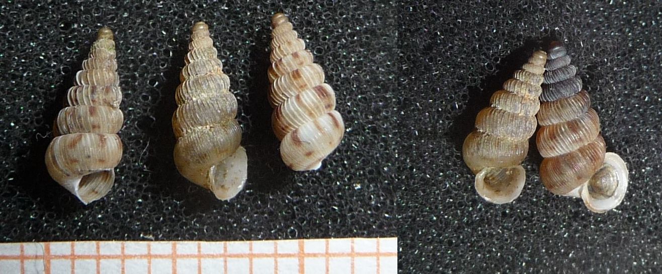 Cochlostoma e protoconche