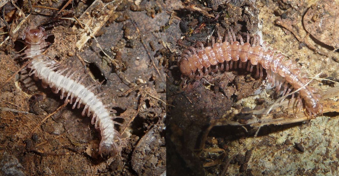 Polydesmus?