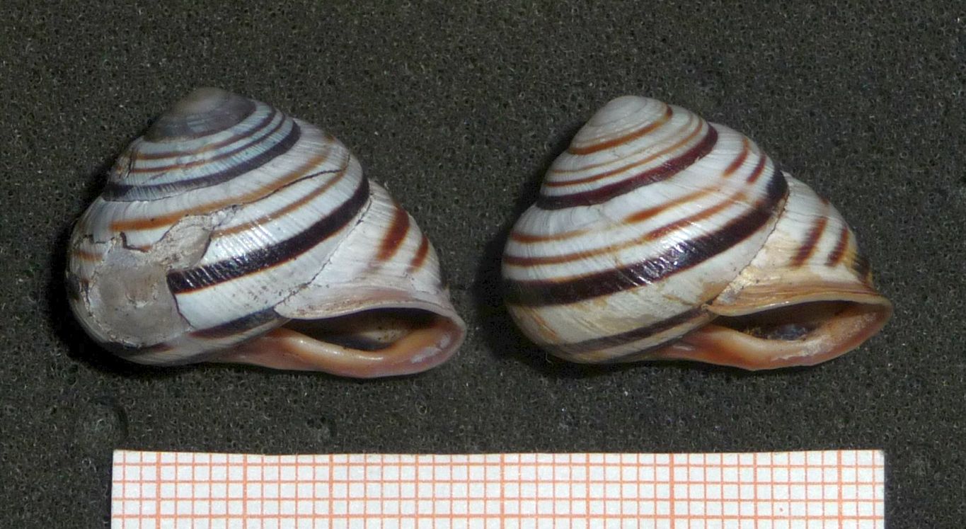Caucasotachea vindobonensis