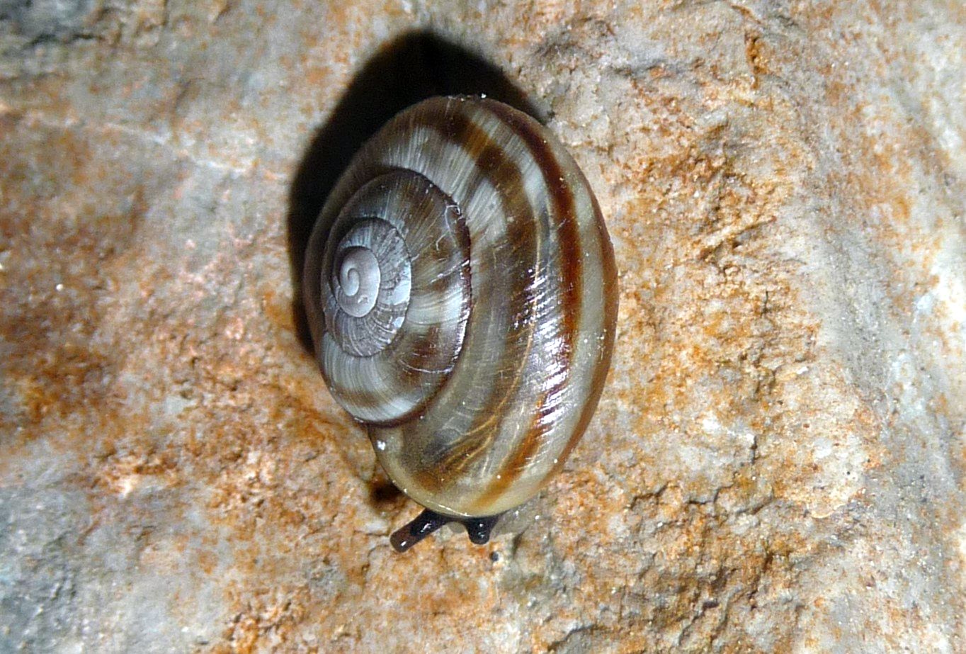 Kosicia intermedia