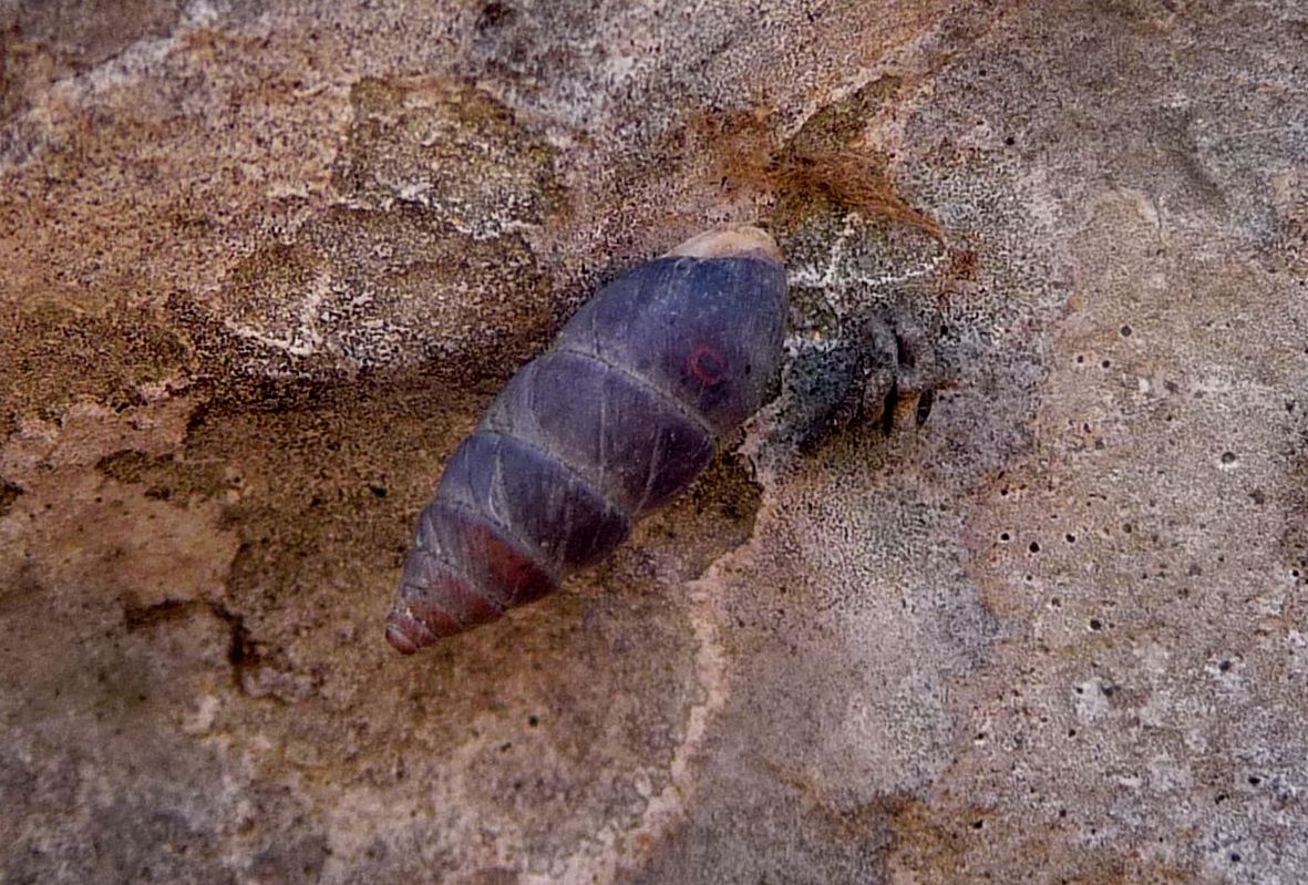 Chondrina megacheilos toscolana (Schrder, 1913) ?