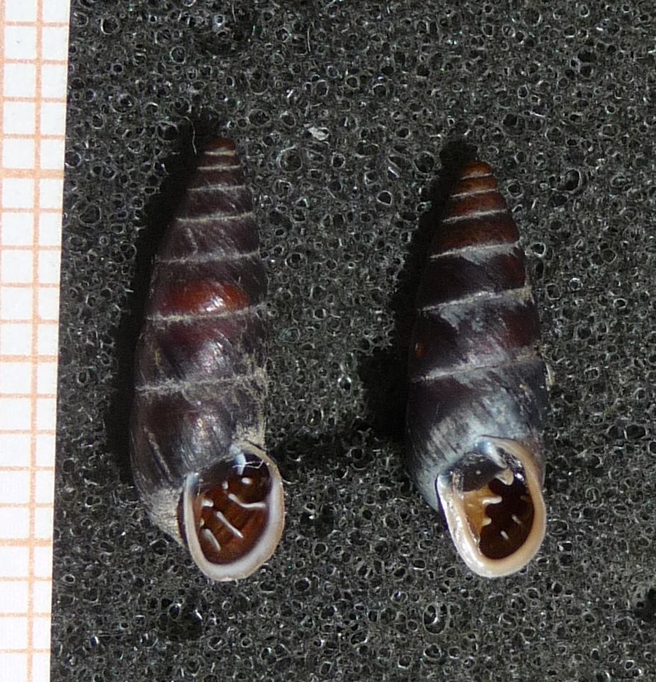Chondrina megacheilos toscolana (Schrder, 1913) ?