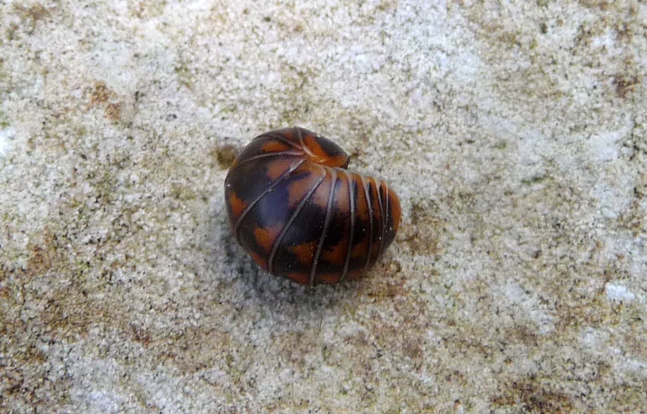 Glomeris cf.hexasticha, con es. melanico
