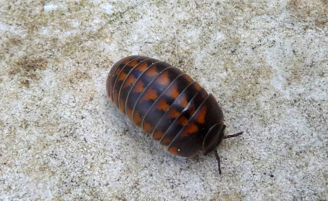 Glomeris cf.hexasticha, con es. melanico