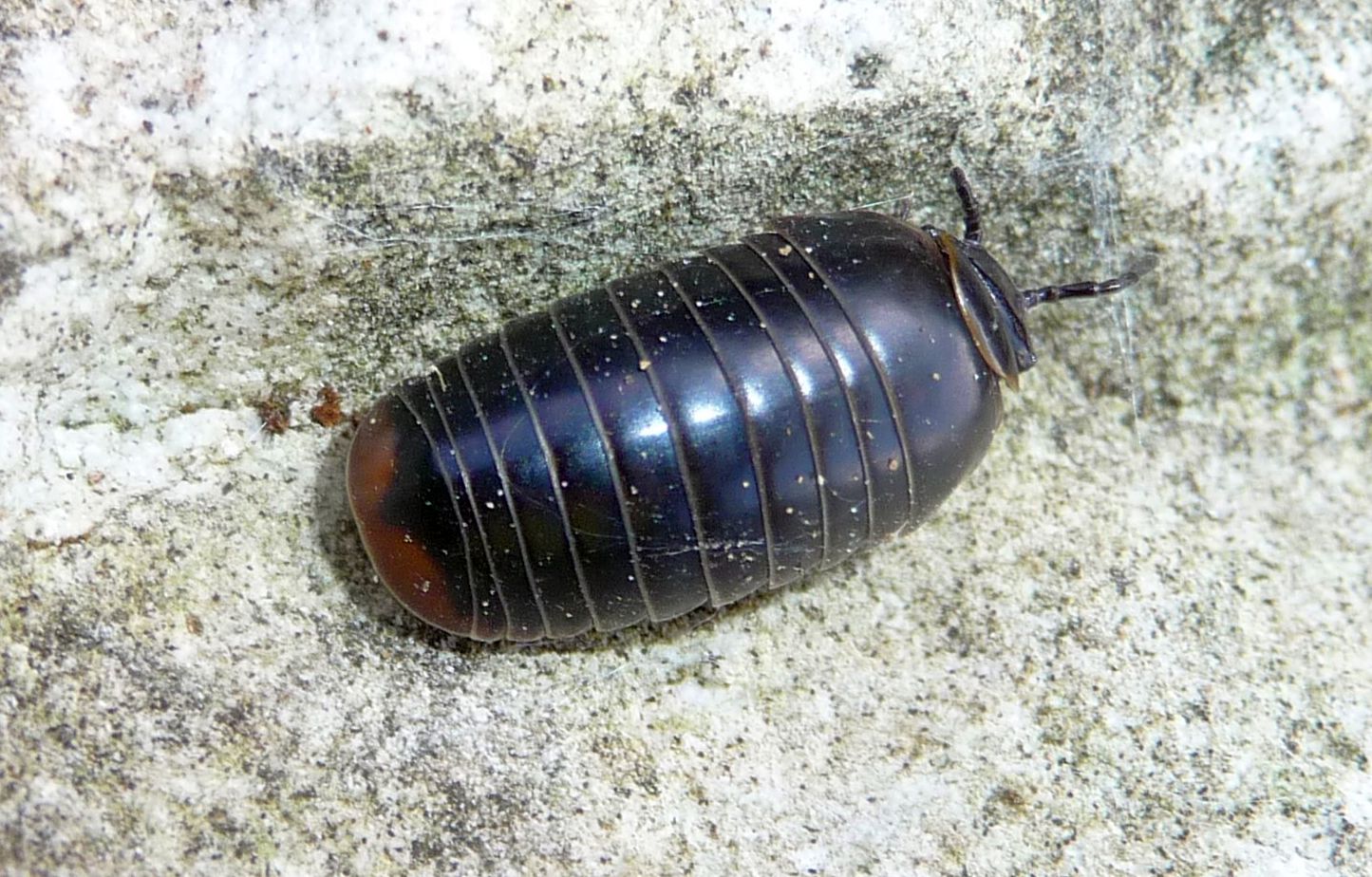Glomeris cf.hexasticha, con es. melanico